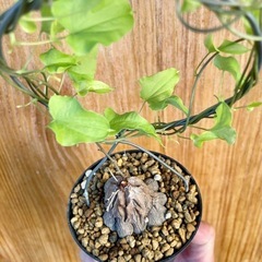 🉐ゴツゴツ塊根！冬型観葉植物！人気の観葉植物！亀甲竜の画像