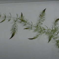 天然マツモ★10cm～20cm程度★10本程度★1本30円