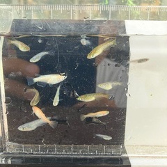ミックスメダカ若魚〜成魚1匹50円