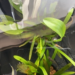 ゾウリム・水草
