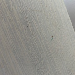 SOUL'd OUT！おまとめ購入ありがとうございます。ロイヤルデザイン 台の画像