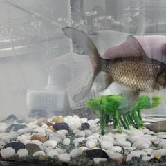 [お話し中]金魚さんたち可愛がってくれませんか？の画像