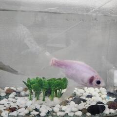 [お話し中]金魚さんたち可愛がってくれませんか？の画像