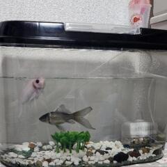 [お話し中]金魚さんたち可愛がってくれませんか？