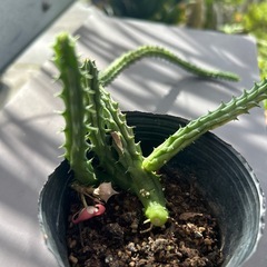 サボテン🌵❓　　の画像