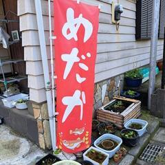 2024/09/14 めだか