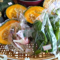 無農薬！！新鮮やさい野菜　野菜苗