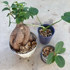 観葉植物