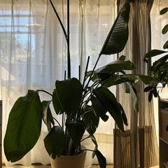 特大　オーガスタ　極楽鳥花