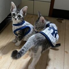 生後2ヶ月半位　個別面会可能です🙆胎盤のついた状態で保護されすく...