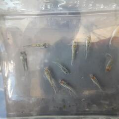 砂里10匹+α　チャチャめだか直系　めだか　メダカ