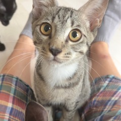 グレーの毛並みのキジ白ちゃん男の子