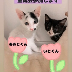 白黒猫の男の子♡里親会に参加致します！