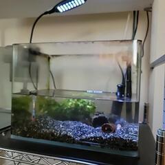 水槽　３つ　お譲りします