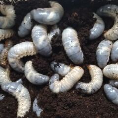 カブトムシの幼虫の画像
