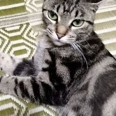 迷い猫