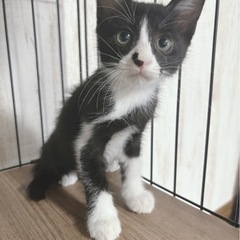 黒白ハチワレソックスの男の子♡里親会参加します！ - 大阪市