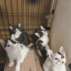 黒白ハチワレソックスの男の子♡里親会参加します！ - 猫