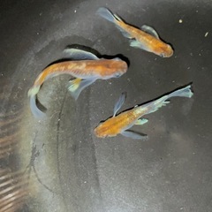  朱光菊リアルロングフィン5匹(種親 作出者 菊間めだか様から購...