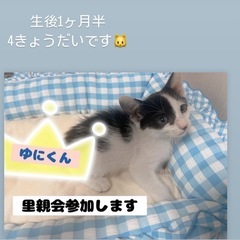 白黒猫さん♡里親会に参加いたします！