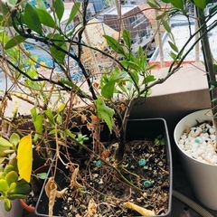 観葉植物を差し上げます鉢カバー付の画像