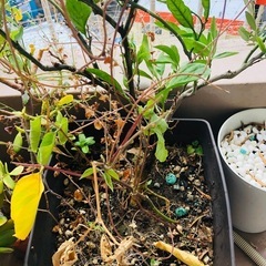 観葉植物を差し上げます鉢カバー付