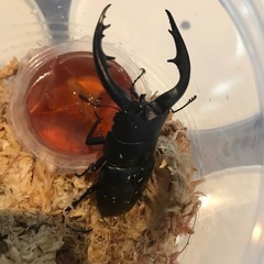 アマミノコギリクワガタ新成虫　ペア