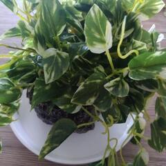 フェイク観葉植物