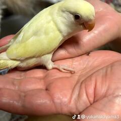 コザクラインコ10羽ほど