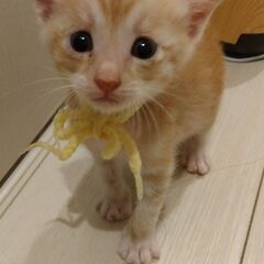 生後3週過ぎ　チャトラ男の子①里親さん募集します🐈