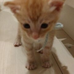 生後3週過ぎ　チャトラ男の子②里親さん募集します🐈