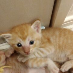 生後3週過ぎ　チャトラ男の子②里親さん募集します🐈 - 横浜市