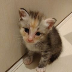 生後5週ほど　パステル三毛女の子里親さん募集します🐈 - 里親募集