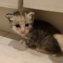 生後5週ほど　パステル三毛女の子里親さん募集します🐈 - 猫