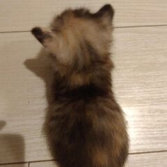 生後5週ほど　パステル三毛女の子里親さん募集します🐈 − 神奈川県