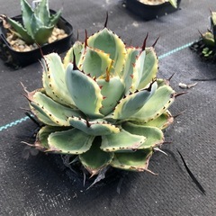 多肉植物 アガベ  吉祥冠錦
