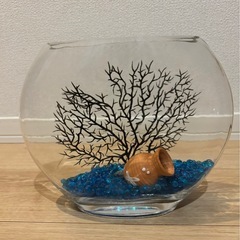 ガラス水槽