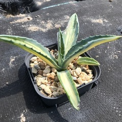 多肉植物 アガベ アメリカーナ  縞斑