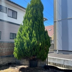 ゴールドクレストの画像