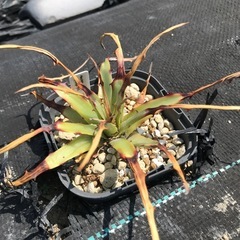 多肉植物 ヘクチア レピドフィラ