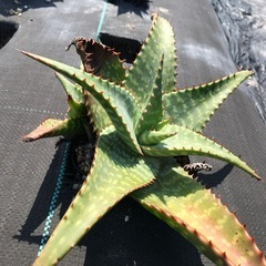 多肉植物 アロエ ゼブリナ