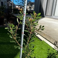 コースト・バンクシア（Banksia）の画像