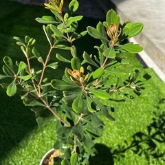 コースト・バンクシア（Banksia）の画像