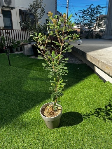 バンクシアコースト　/B7 バンクシアコースト /B7 園芸ネット本店｜[ザ・ファームセレクト