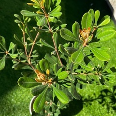 コースト・バンクシア（Banksia）の画像