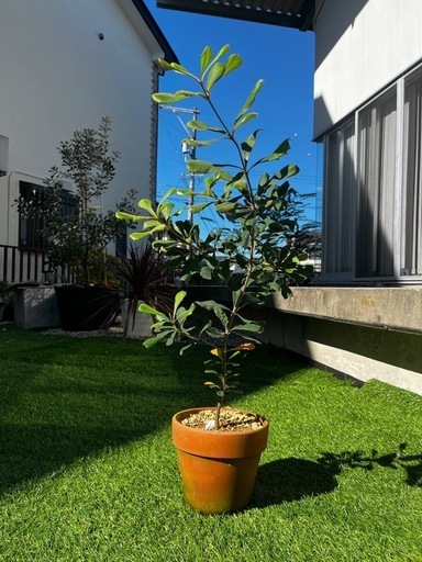 コースト・バンクシア(Banksia)オージープランツ (雅) 古庄の コースト・バンクシア(Banksia)オージープランツ (雅) 古庄の