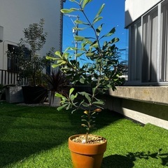 コースト・バンクシア（Banksia）オージープランツの画像