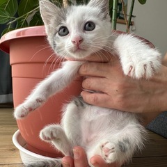 1ヶ月くらいの子猫　（こま）