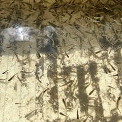 川魚🐟