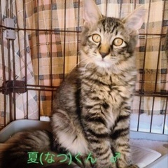 🍀9月15日(日)🍀すみれペットクリニック様にて『立川地域猫の会...